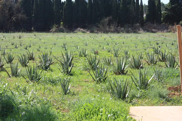 Plantas Aloe Vera Naturales Verdes Saludables Para Bienestar Orgánico — Foto de Stock