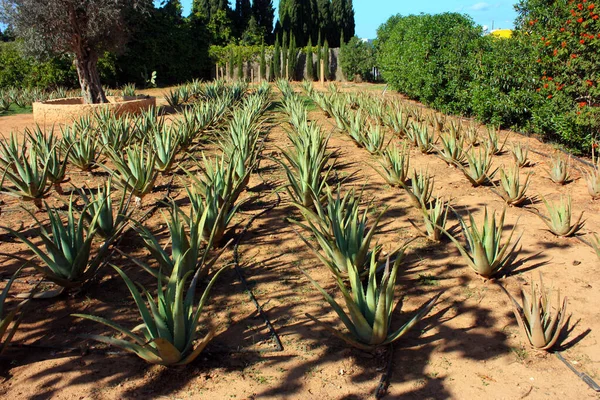 Limpio Jardín Aloe Vera Varias Suculentas Cultivadas Suelo Seco Las —  Fotos de Stock