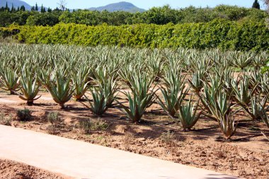 Aloe vera ve Balear Adaları 'nın kuru topraklarında yetişen çeşitli sulu bitkilerden oluşan güzel bir bahçe.