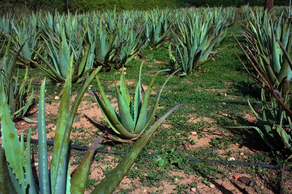 Jardin Soigné Aloe Vera Divers Succulents Cultivés Dans Sol Sec — Photo