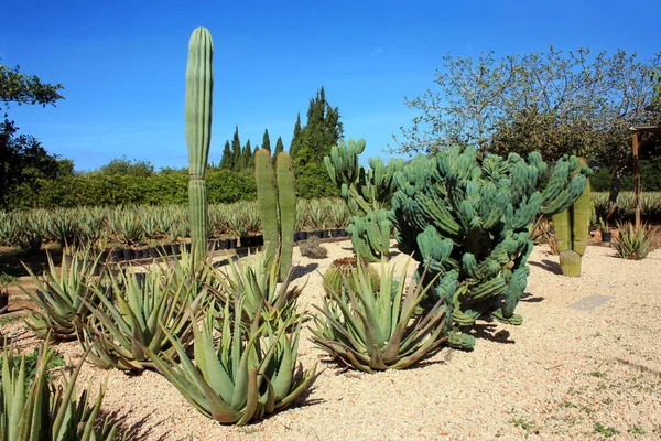 Limpio Jardín Aloe Vera Varias Suculentas Cultivadas Suelo Seco Las —  Fotos de Stock