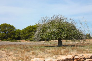 Balear Adası 'ndaki incir ağaçlarıyla birlikte Formentera' daki bir çayır tarlasının kuru manzarası.