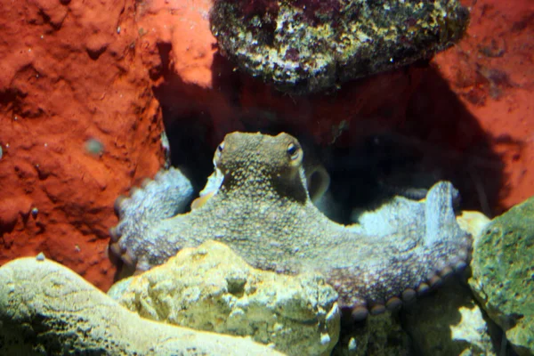 little animal live octopus hidden among the rocks of a natural aquarium