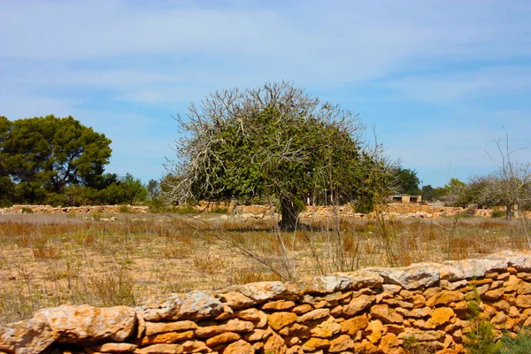 Lonely Local Fig Tree Balearic Islands Dry Summer Clearing Formentera — Foto de Stock