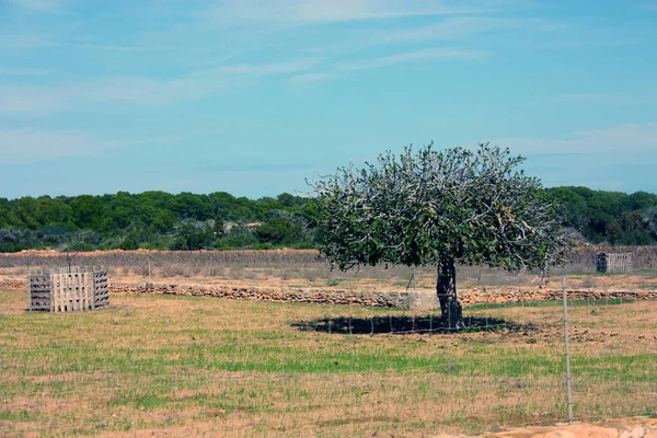 Lonely Local Fig Tree Balearic Islands Dry Summer Clearing Formentera — Foto de Stock