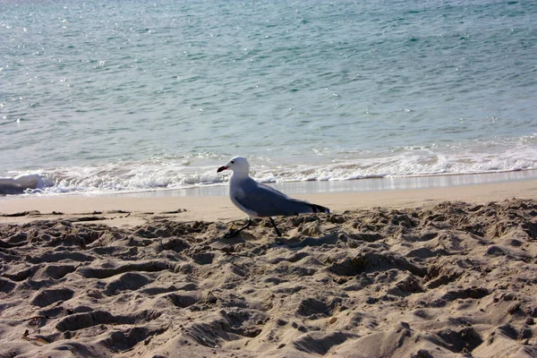 seagull at the sea on the beach enjoying the sea sun by day in ibiza