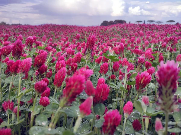 Enorma Vidder Ett Grönt Fält Lila Klöver Blomma Växter Toscana — Stockfoto