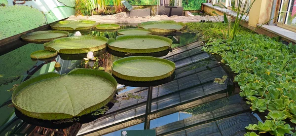 Delicate Marsh Pond Water Lilies Floating Surface Pool — Stok fotoğraf