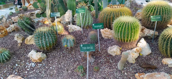 Almohada Cactus Grusone Suegra Diferentes Tipos Con Etiquetas Jardín Con —  Fotos de Stock