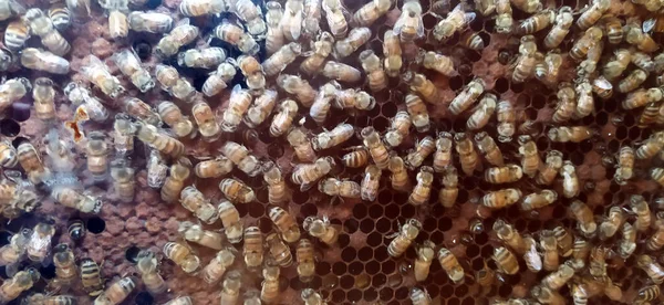 Wild Sweet Bees Quietly Producing Honey Hive — Stock Photo, Image