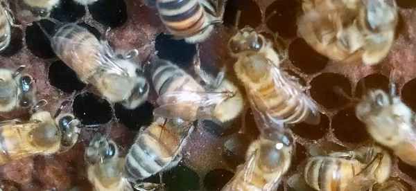 Wild Sweet Bees Quietly Producing Honey Hive — Stock Photo, Image