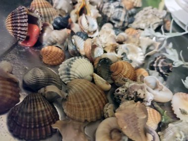 Yüzeyde çeşitli boyut ve renklerde kabuk ve yumuşakçalar yığını