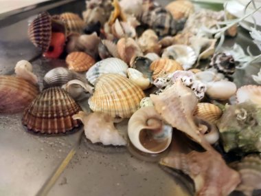 Yüzeyde çeşitli boyut ve renklerde kabuk ve yumuşakçalar yığını