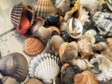 Yüzeyde çeşitli boyut ve renklerde kabuk ve yumuşakçalar yığını