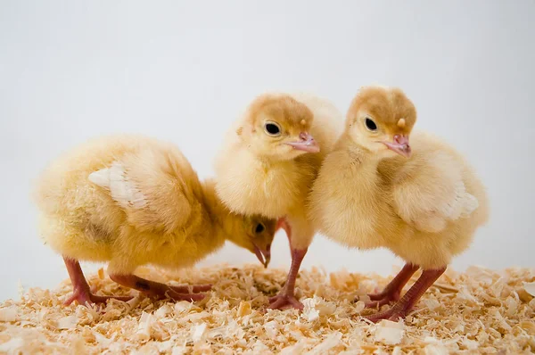 Three little chickens — Stock Photo, Image