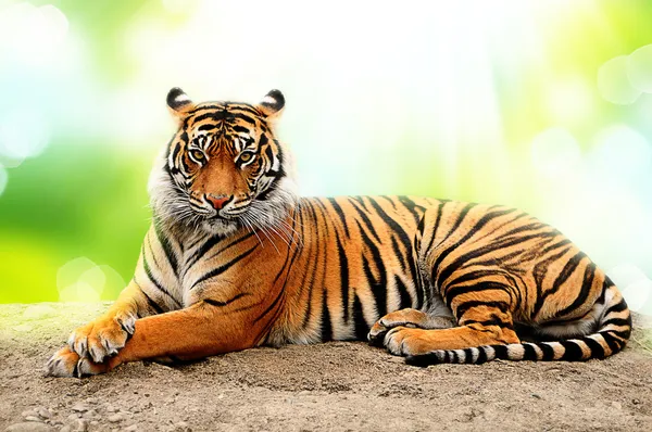 Tigre — Foto de Stock