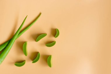 Taze aloe vera yaprakları üst görünümü. spa arka plan konsepti.
