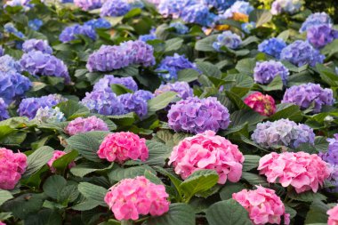 Ortanca Çiçek bahçesinde.