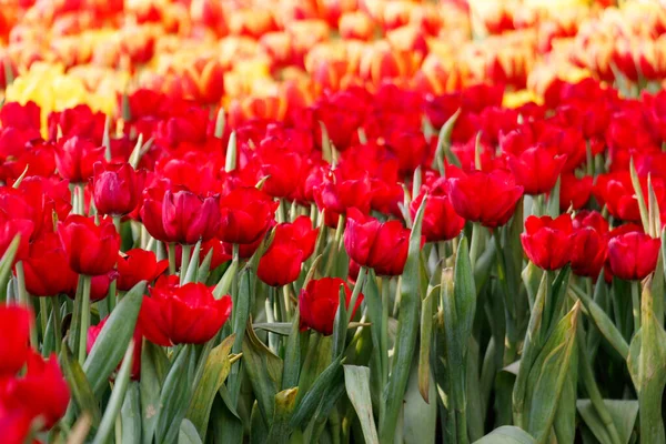 Colorful Tulip Garden — Stock Photo, Image