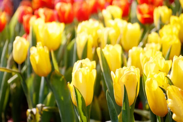 Цветной Тюльпан Саду — стоковое фото