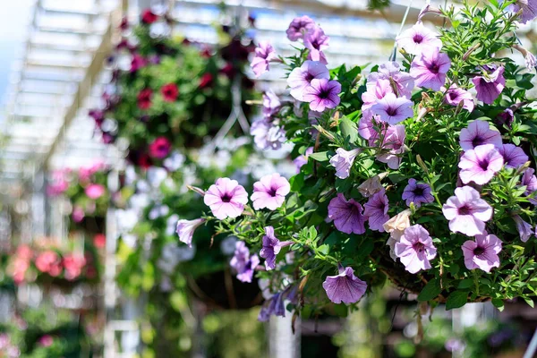 Krásné Petúnie Květiny Zahradě — Stock fotografie