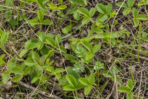 Aardbeien — Stockfoto