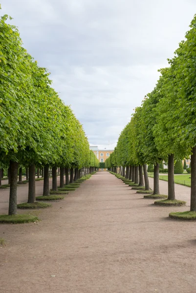 saint-Petersburg Peterhof Parkı