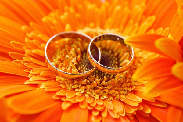 Två guld vigselringar på en bakgrund orange gerbera — Stockfoto