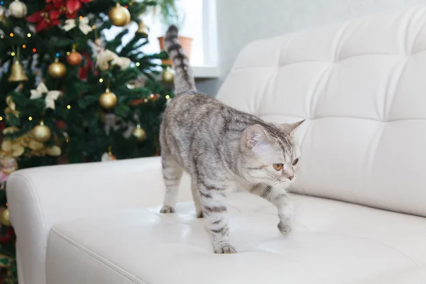 Kat op de witte Bank en de kerstboom — Stockfoto