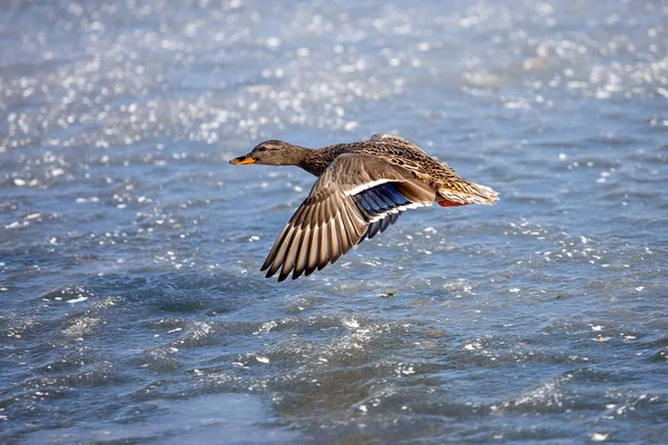 Single Flying Mallard Duck Wings Wide Open Early Spring — Stock Photo, Image
