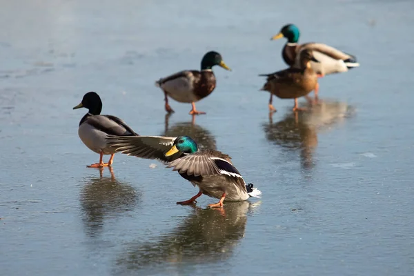 Patos Caminando Sobre Hielo Fresco — Foto de Stock