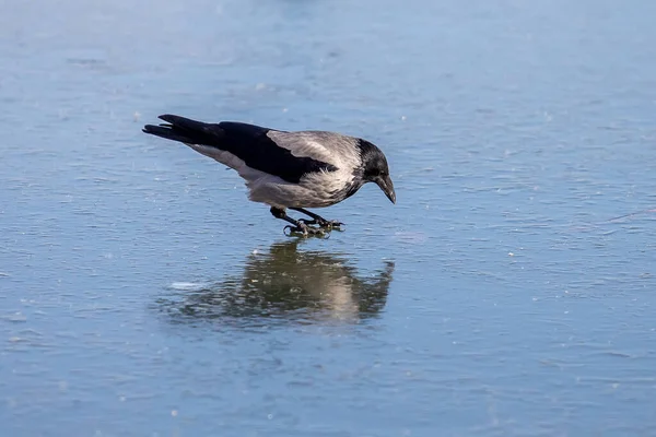 Crow Walking Fresh Ice — Stock Photo, Image
