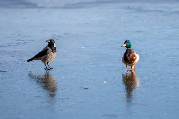 Drake Mallard Crow Walking Fresh Ice — 图库照片