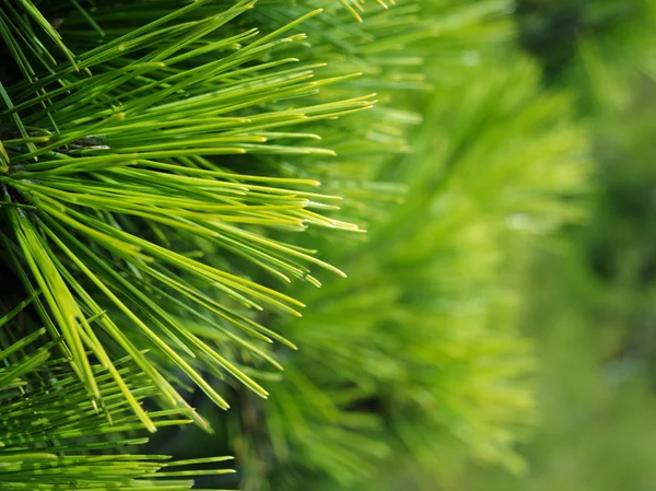 Arrière-plan des branches d'arbre de Noël — Photo