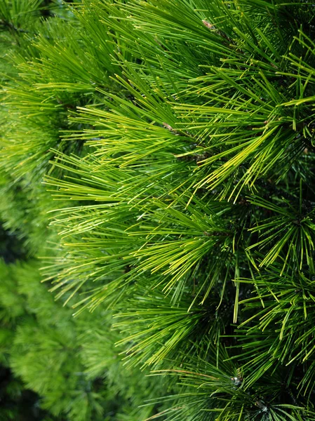 Fondo de ramas de árbol de Navidad —  Fotos de Stock