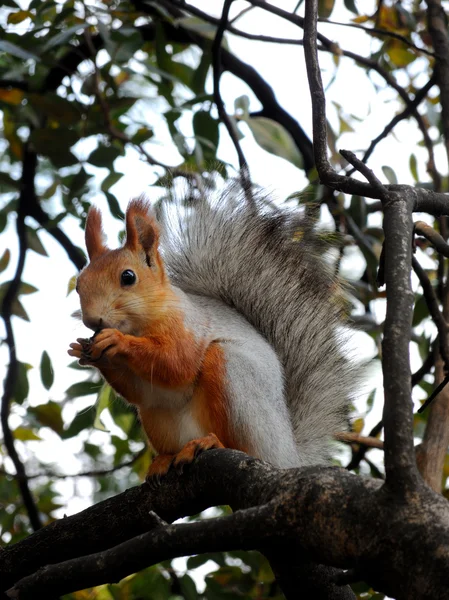 Red squirrel eating on the tree — Stock Photo, Image