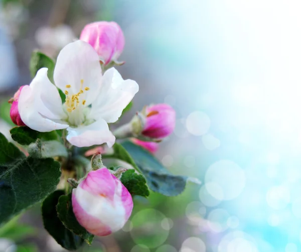 Borda de primavera ou fundo com flor rosa 1 — Fotografia de Stock