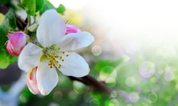 Frontera de primavera o fondo con flor rosa —  Fotos de Stock