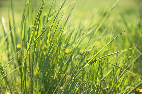 Grass in spring meadow — Stock Photo, Image