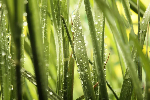 Druppels op bladen van gras in weide — Stockfoto
