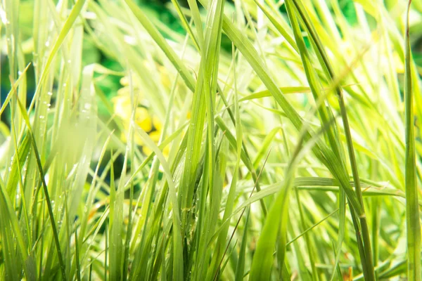Grass in weide — Stockfoto