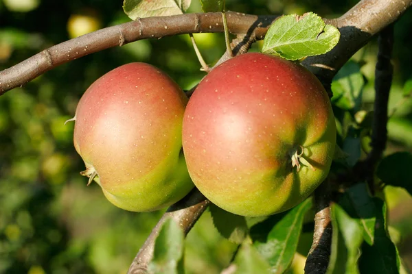 Apples on the apple tree branch — Stock Photo, Image