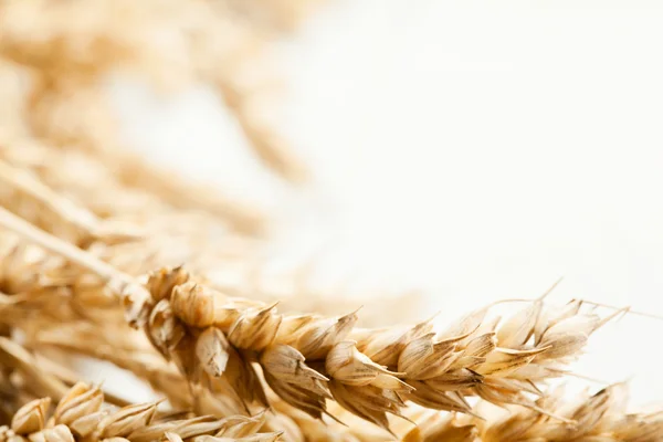 Close-up of wheat ears — Stock Photo, Image