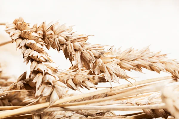 Close-up of wheat ears — Stock Photo, Image