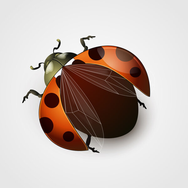 Vector illustration of a ladybug