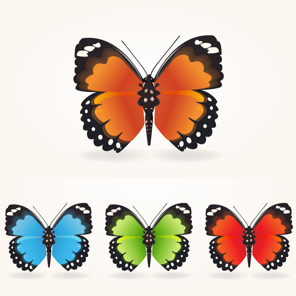 Vector butterfly collection.White bacground.