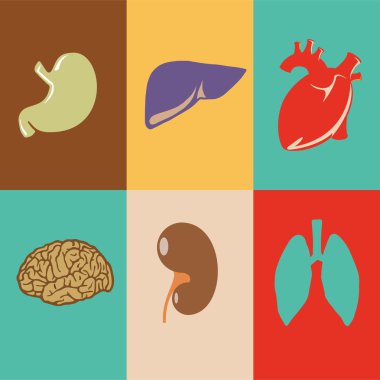 Vector illustration of human organs. clipart