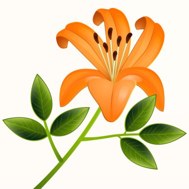 Vector lily flower. Vector illustration.