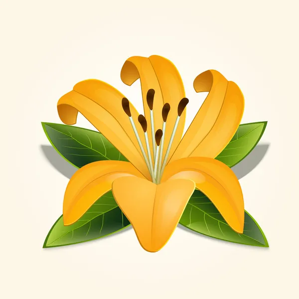 Λουλούδι Κρίνος Διανυσματικές Εικονογράφηση Διάνυσμα — Διανυσματικό Αρχείο