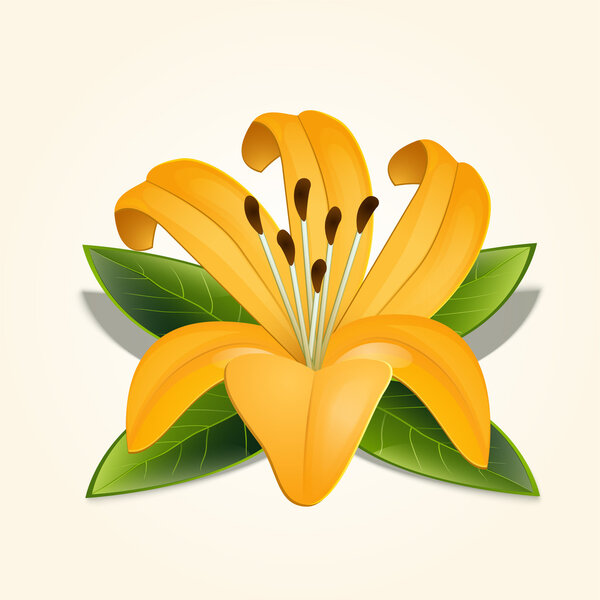 Vector lily flower. Vector illustration.